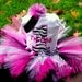 Custom Boutique Diva Zebra Number 1 2 3 4 5 6 Birthday Tutu