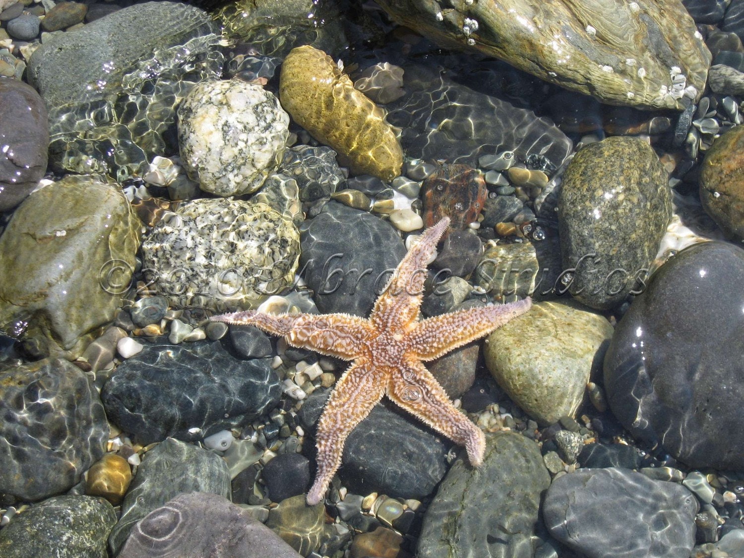 Starfish Underwater - Fine Nature Photograph