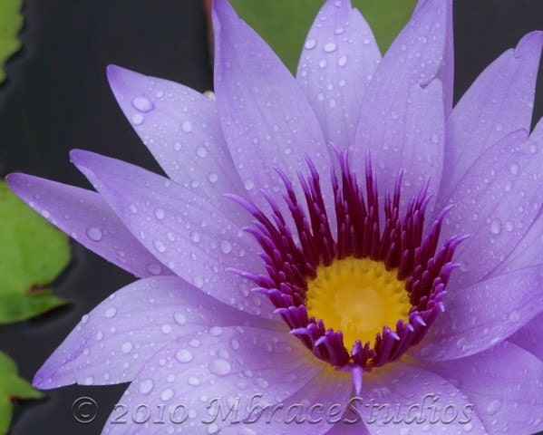 Lavender  Water Lily 8x10 Matted Floral Photo Closeup - "Lavender Serenity" - mbracestudios