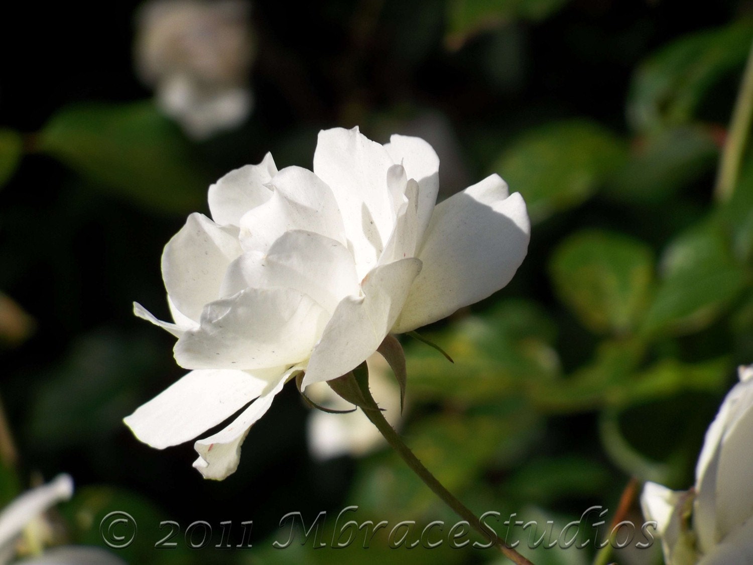 Rose Photograph - White - Fine Art 8 x 10 Flower - Nature Photo