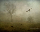 Bird on the misty moors print 8x12 haunting winter gothic scene - shashamane