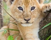 CUTE LION BABY Photo, Baby Animal Photograph, Wildlife Photography, Wall Decor, Nursery Art, African Safari, Zoo, Animal Photography, Cub