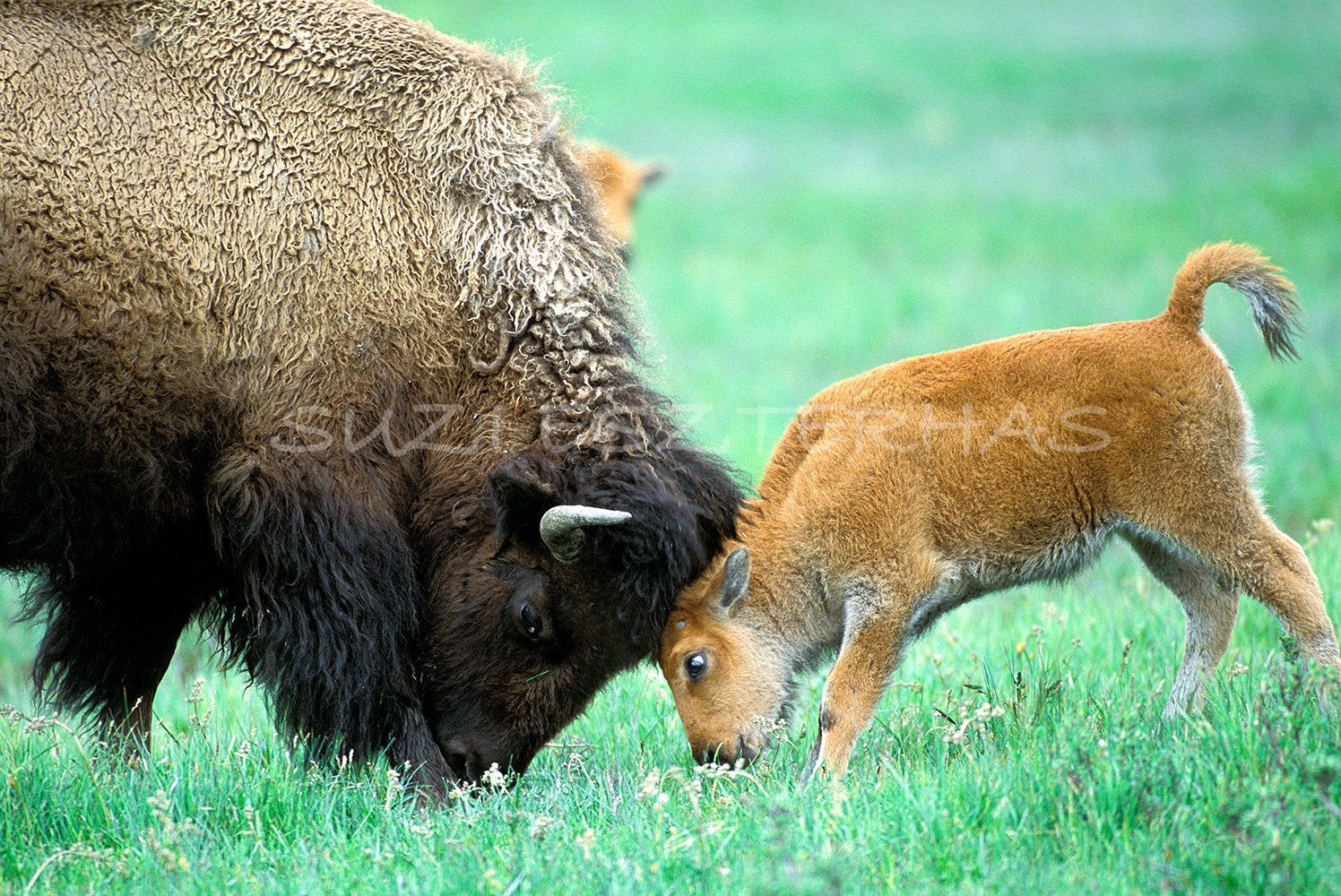 Mom and Baby Animal Photography, BABY BISON and MOM Play Photo, Cute, Wildlife Photography, Wall Decor, Nursery Art, Mother, Love, Green