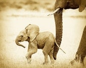 Vintage SAFARI BABY ANIMALS, Set of 4 Sepia Photos, 8 X 10, Elephant, Lion, Cheetah, Giraffe, African Wildlife Photography, Nursery Wall Art