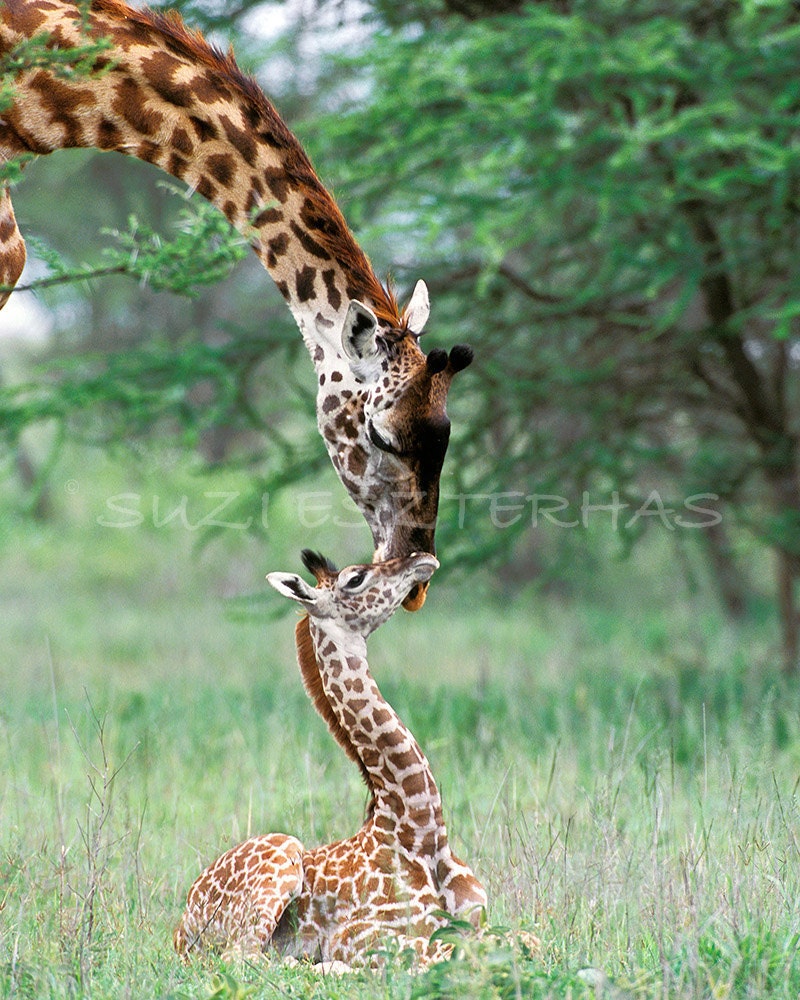 Blank Greeting Card, GIRAFFE MOM and BABY Card, Baby Animal Photograph, Wildlife, New Baby Card, Baby Shower Card,  Photo Card, Mothers Day