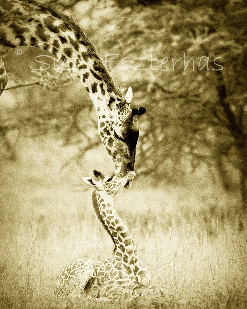 Vintage SAFARI BABY ANIMALS, Set of 4 Sepia Photos, 8 X 10, Elephant, Lion, Cheetah, Giraffe, African Wildlife Photography, Nursery Wall Art
