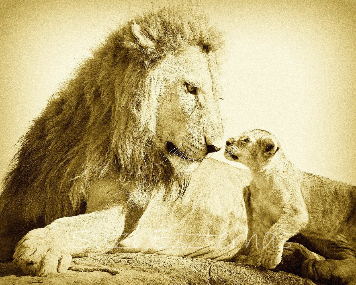 Nursery Art Prints, Vintage SAFARI BABY ANIMALS, Set of 4 Sepia Photos, 8 x10, Elephant, Lion, Cheetah, Giraffe, nursery wall art, kids room