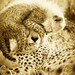 Vintage SAFARI BABY ANIMALS, Set of 4 Sepia Photos, 8 X 10, Elephant, Lion, Cheetah, Giraffe, African Wildlife Photography, Nursery Wall Art