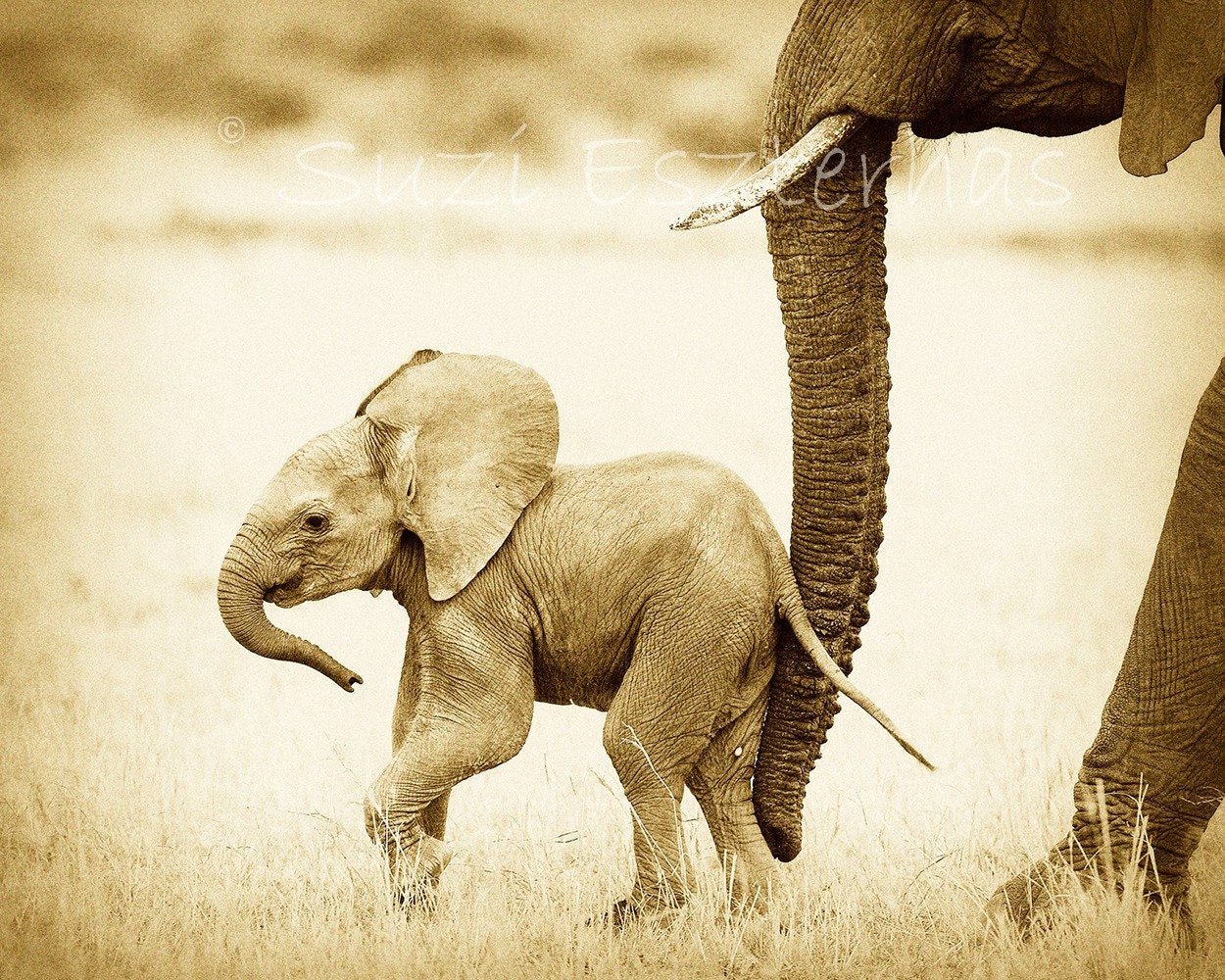 Vintage SAFARI BABY ANIMALS, Set of 4 Sepia Photos, 8 X 10, Elephant, Lion, Cheetah, Giraffe, African Wildlife Photography, Nursery Wall Art