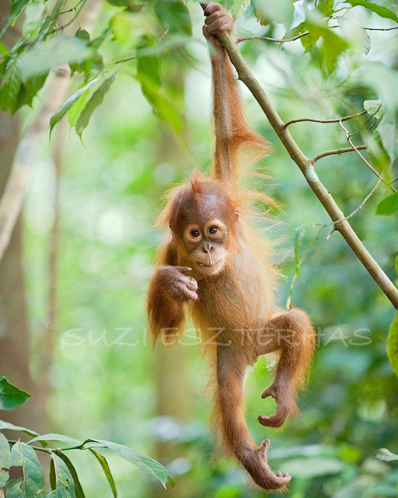 baby monkey orangutan