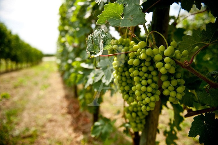 Piemonte Canvas