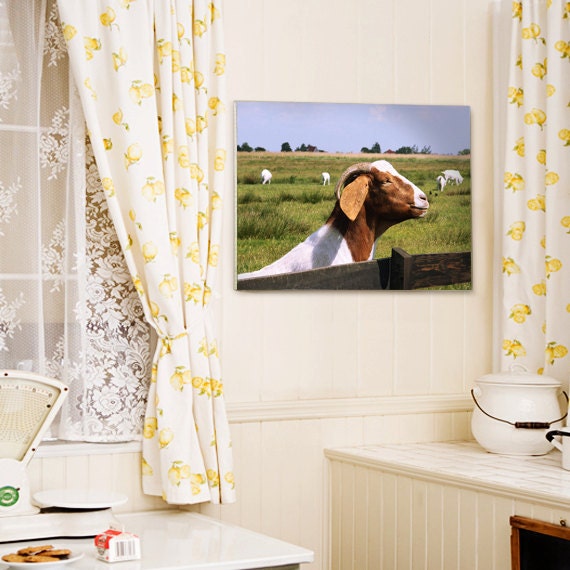 Happy Farm Life (The Netherlands) Wrapped Canvas, Billy Goat Wall Art Print Photography 12x16 (30x40 cm) home decor Country Gift Farm Fresh