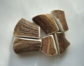 6 Elk Antler Dog Chews