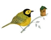 Bird Print Yellow Bird on a Branch Giclee print  illustration 8x11 - ChasingtheCrayon