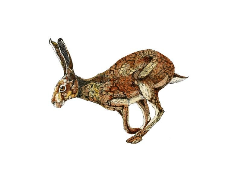 Hare Print Golden Hare illustration 5x7