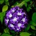 Pomander - Purple Love - Handmade Paper Flowers