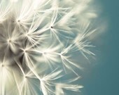 Blue Dandy  - Fine Art Photography Original Fine Art  (8x8 or 8x10) IN STOCK