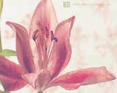 Red Lilly - Fine Art Photography Original Print  (5x5) IN STOCK
