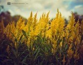 SALE - Yellow Flame - Fine Art Photography Original Print (8x10) IN STOCK