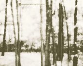 Into the Forest - Fine Art Photograph (5x7)
