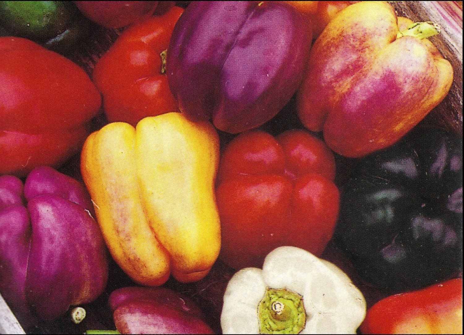 Sweet Bell Pepper Seeds Carnival Mixed 100 by EarthCareSeeds