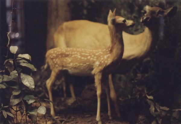 Deer Print (Human Nature)