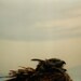 Human Nature Owl Call Print / 16 x 20 / Discounted Artist Proof