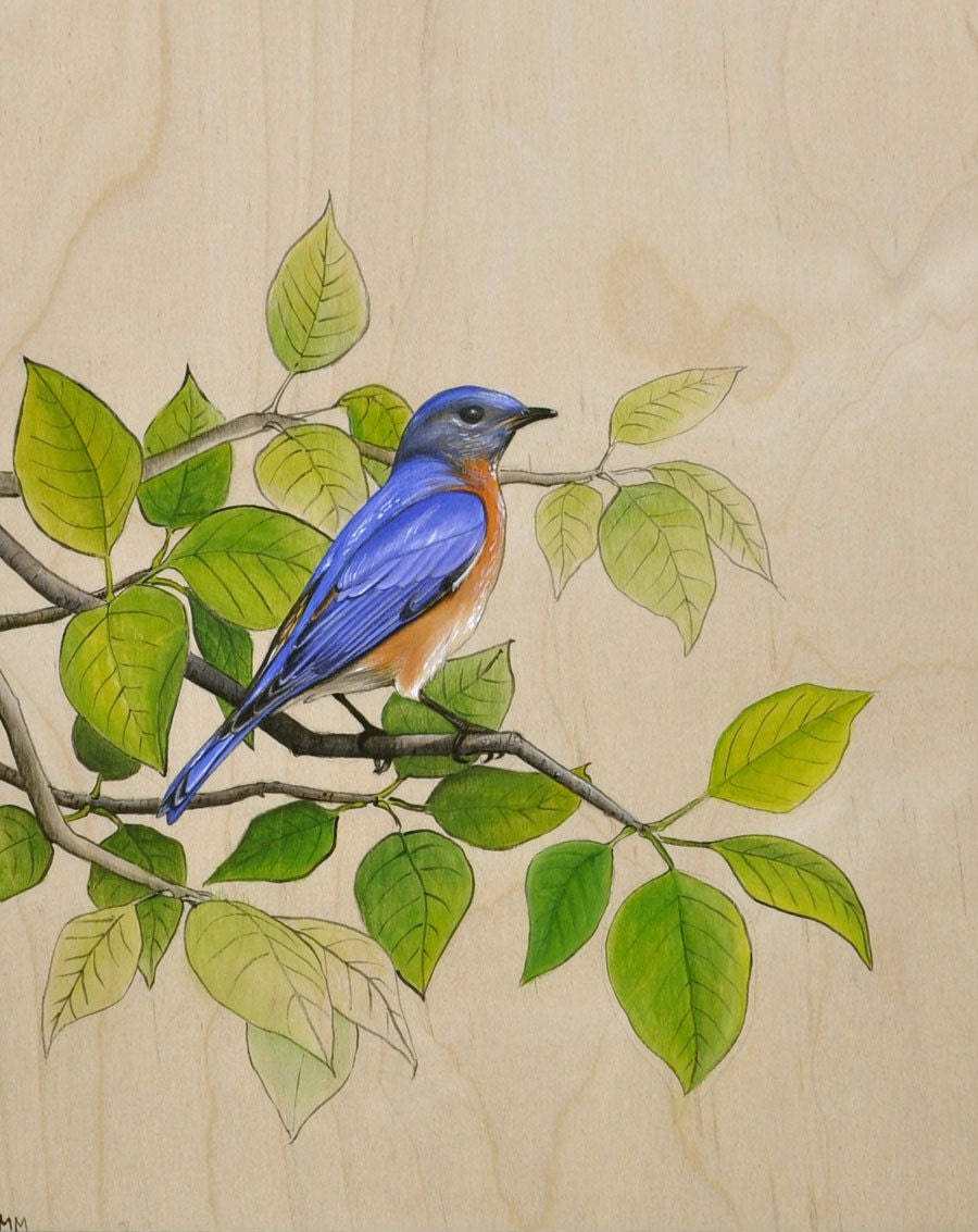 5 x 7 Fine Art Giclee Print - 'Eastern Bluebird'