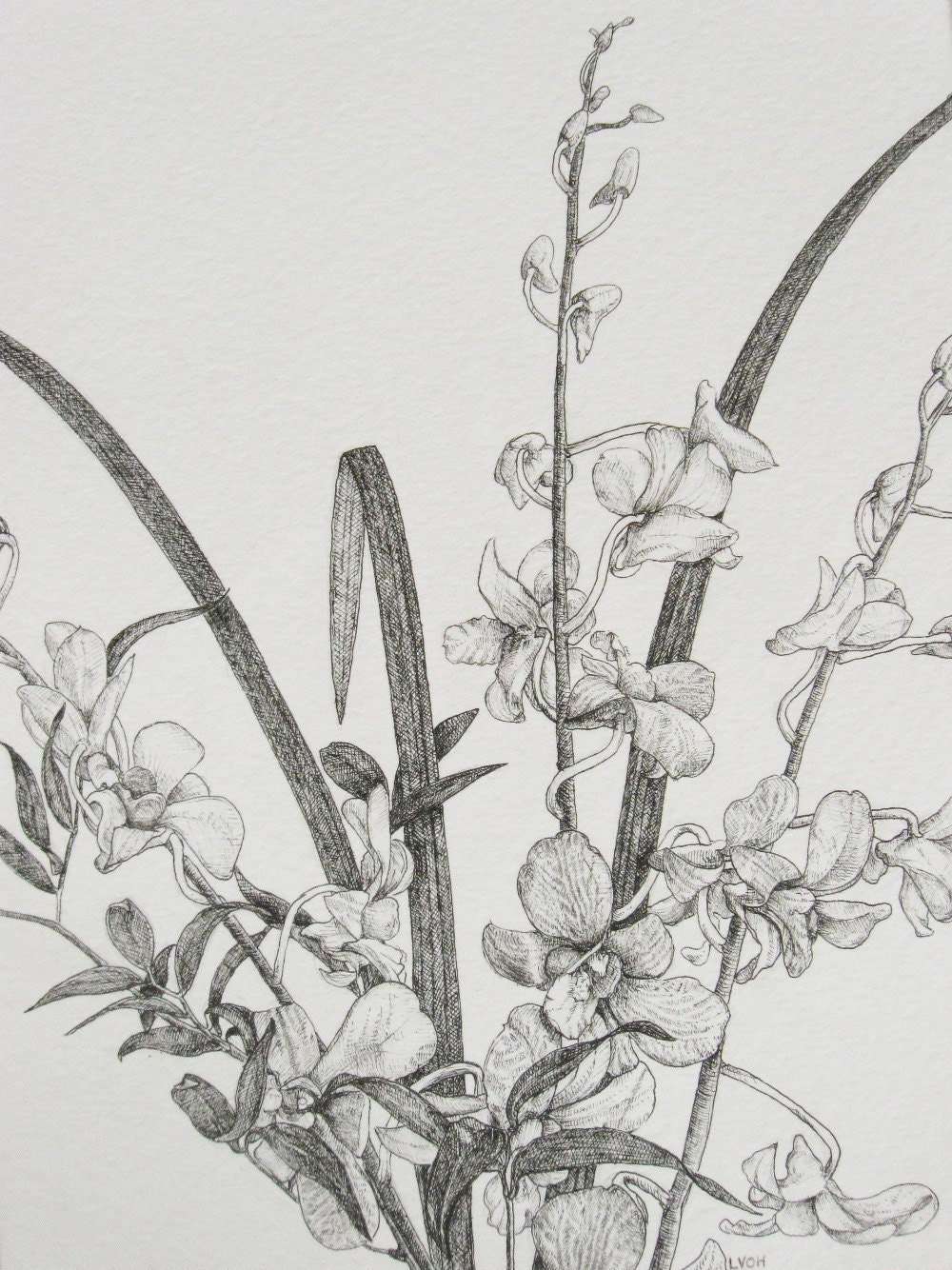 Orchid flowers pen original drawing