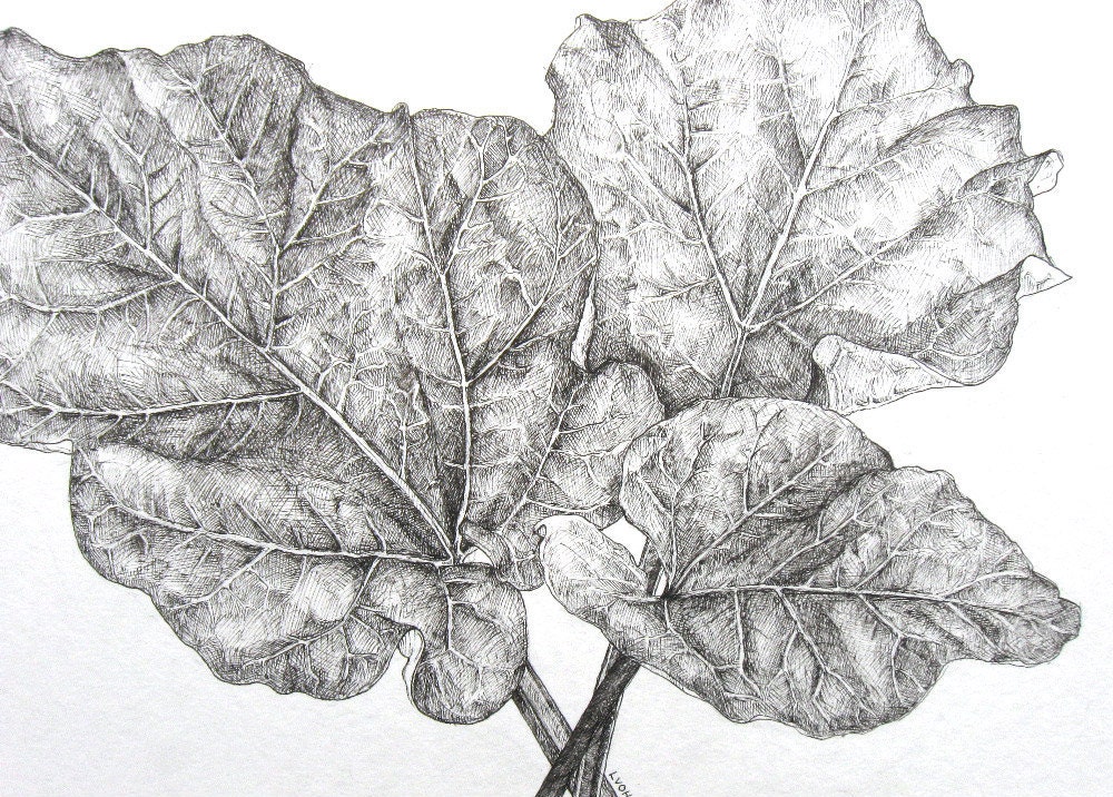Rhubarb Leaves black and white pen original botanical drawing
