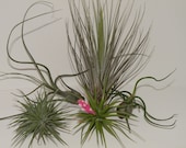 Air plants. Group of 5 for sale. Instant indoor garden.
