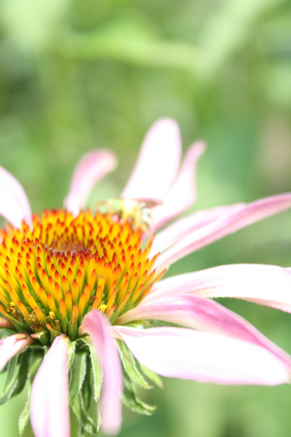 Flower Close Up