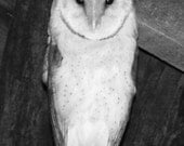Baby Barn Owl