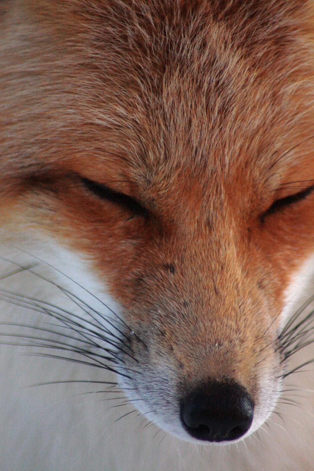 Sleeping Red Fox in McCall Idaho