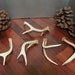 Deer Antlers, medium size ONLY ONE LEFT