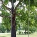 The Ultimate Tree Swing (with) hand carved initial