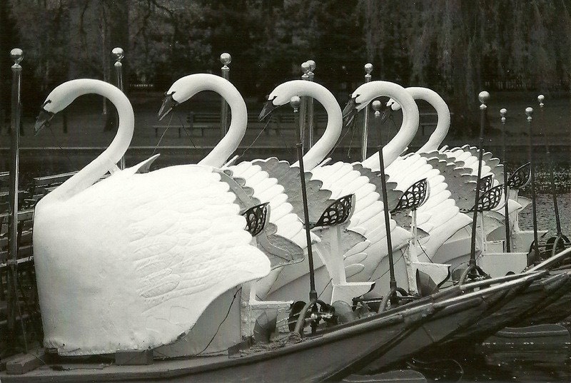 Boston Swan Boats  11 x14  Black and White Photograph Boston Public Gardens