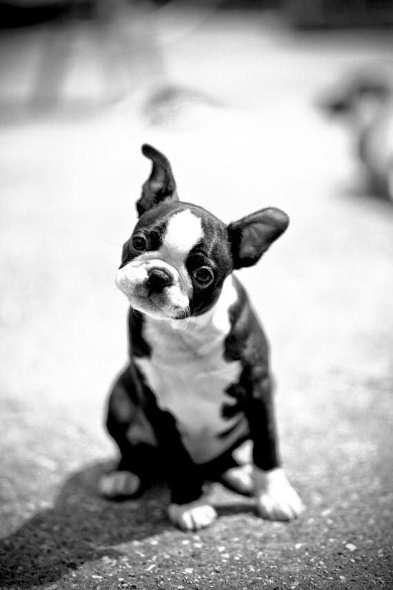 Boston Terrier photo print puppy dog portrait photograph