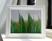 Iris Leaves Nearby 8x10 Photography Print, Nature Photos, Plants Wall Art