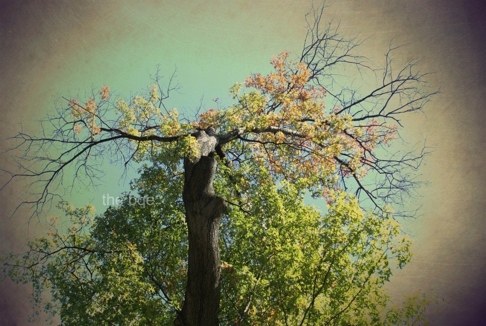 Green Tree of Mysticism 8x12 Photography Print, Woodland Photo, Whimsical Wall Decor, Forest