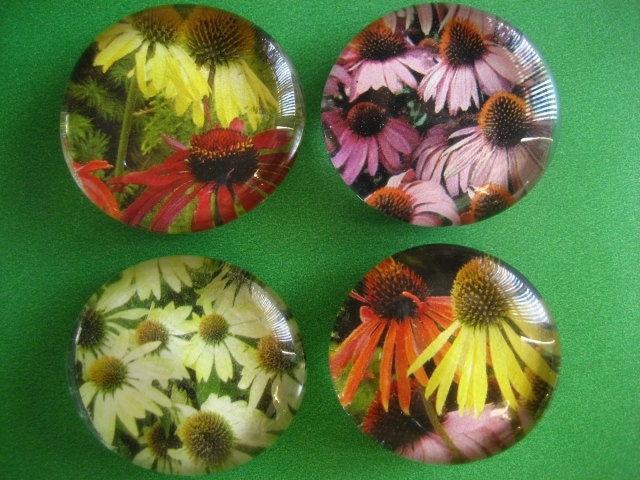 Echinacea Magnets - Set of 4