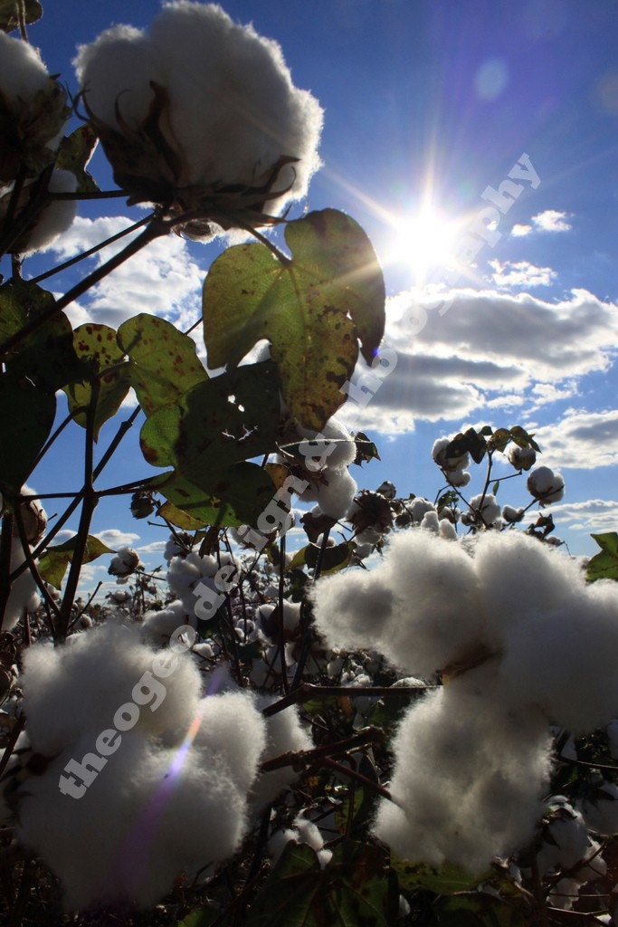 Sunshine and Cotton fine art photograph (several additional sizes available)