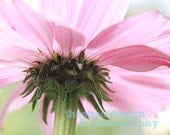 Spring Coneflower 8x10 fine art photograph (several additional sizes available)
