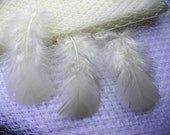 Turkey Feathers Ivory 75