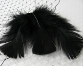 Black Turkey Plumage Feathers 75