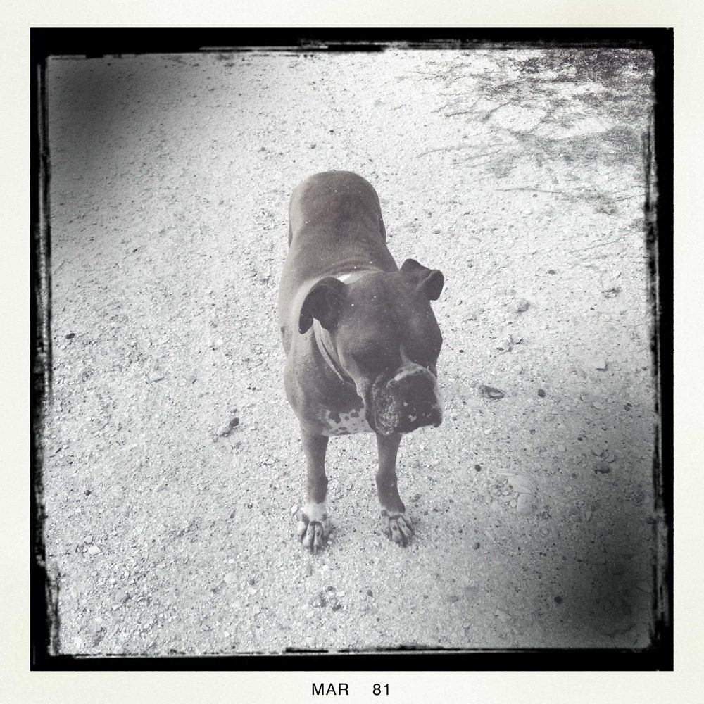 Black and White Boxer Dog Fine Art Photograph