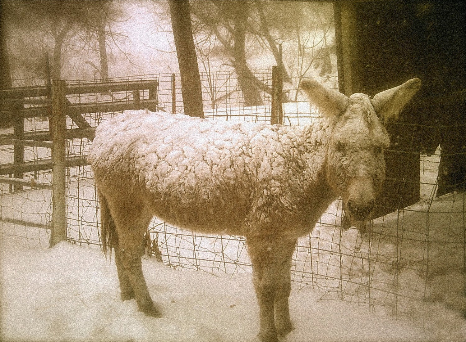 Snow Donkey