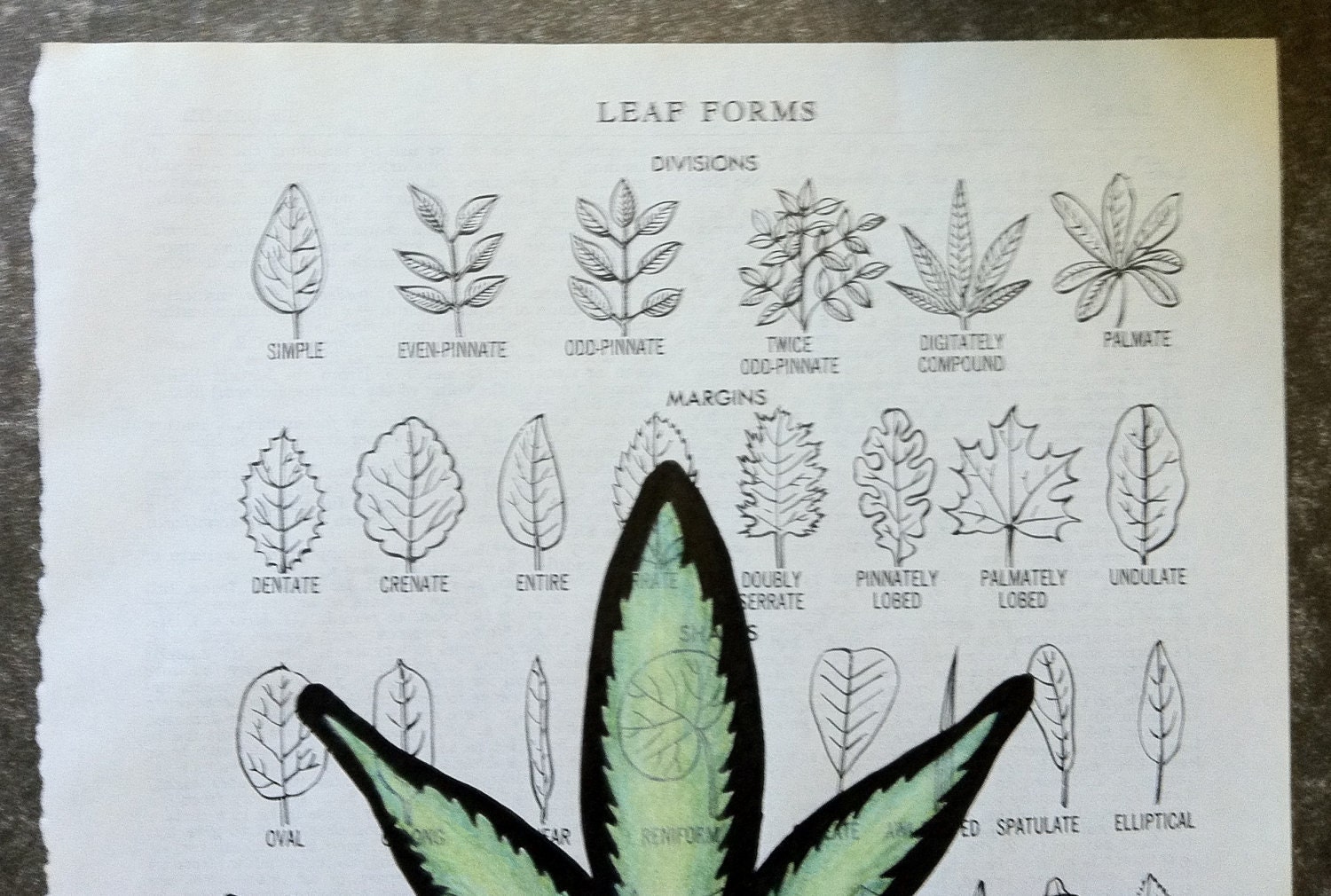 Leaf on Leaf Page