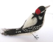 Downy Woodpecker