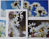 daisy, daisy / blank photo greeting cards - set of 5